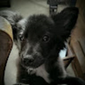 Meet your Posher, Hawk